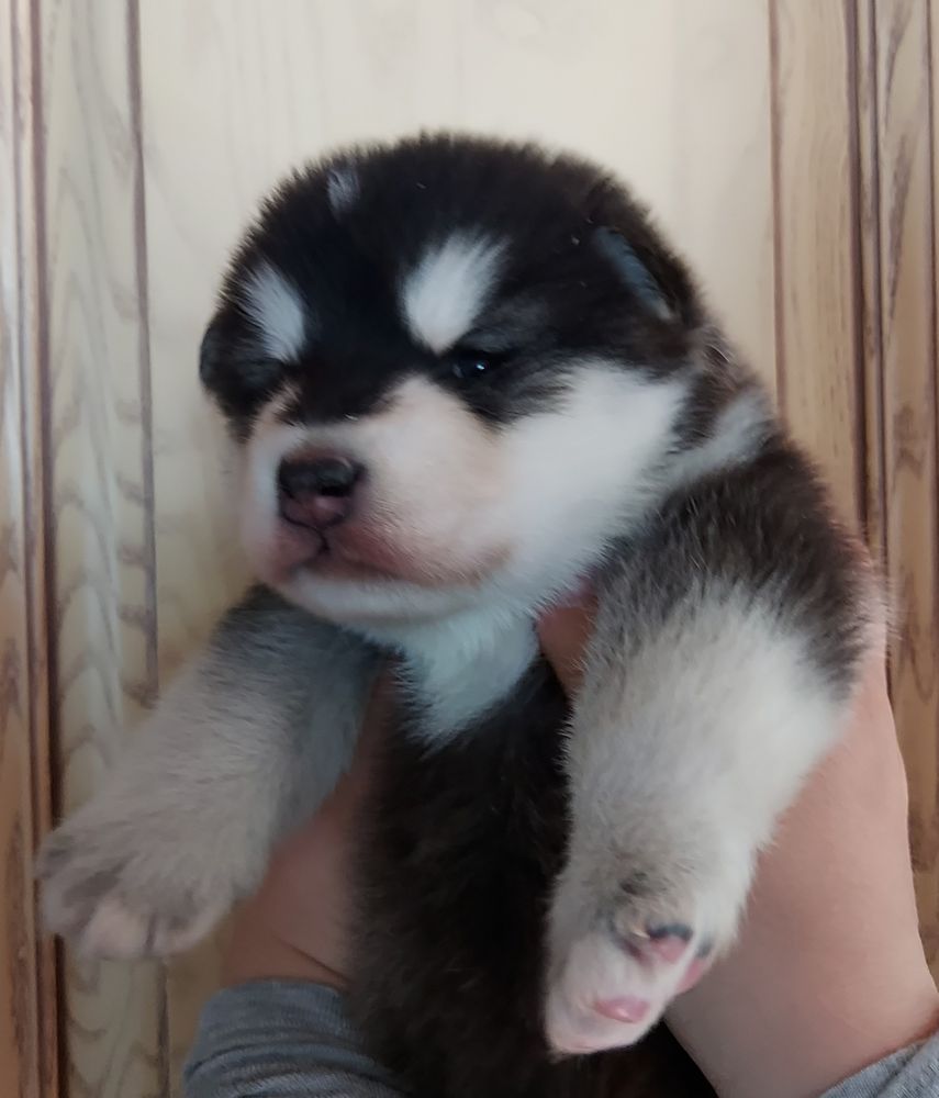 IT'S MY LIFE Malamute Sanctuary | Alaskan Malamute 