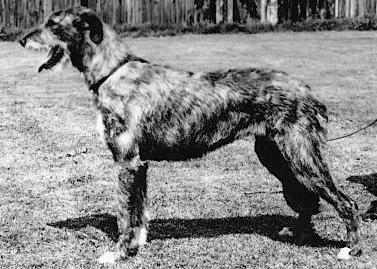 Saragh of Eaglescrag | Irish Wolfhound 
