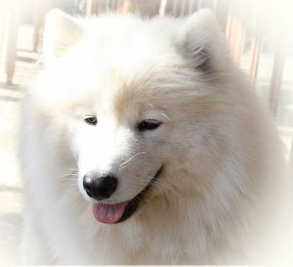 Dorian Spring Tsarevna Lunnyi Svet | Samoyed 