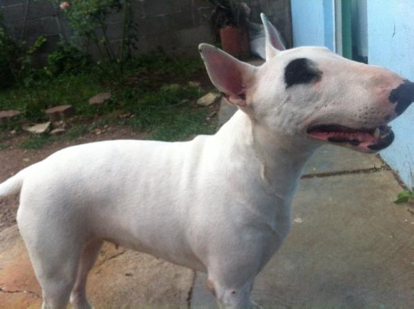 Luca Xd (Diaz) Mex. Fci. | Bull Terrier 