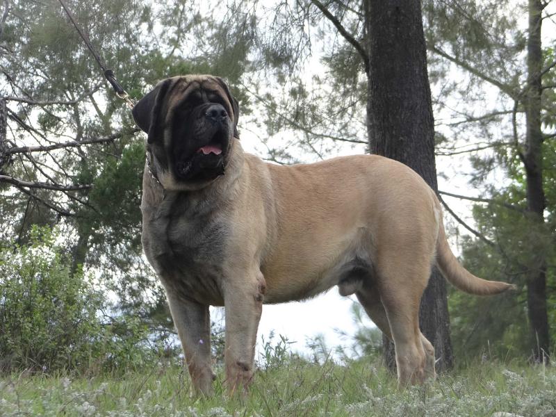 AL CAPONE (ORDOÑEZ) | Mastiff 