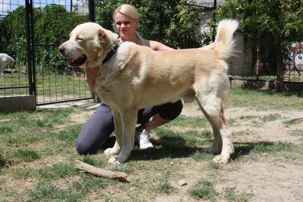 Konstantin Katakomba Alamat Palang | Central Asian Shepherd Dog 