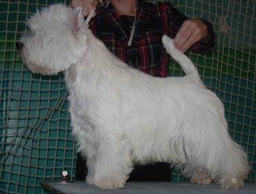 The Dashing Devil's Lucky Boy | West Highland White Terrier 