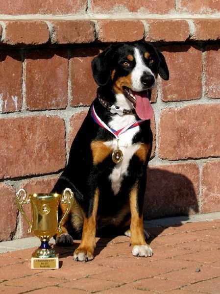 Aireen zpod Ondrejnika | Entlebucher Mountain Dog 