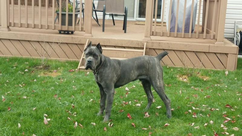 Bane | Cane Corso 