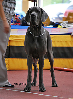 Bedriska Von Mraque | Great Dane 