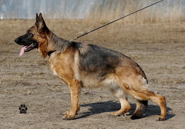 Zalgire gelezinis vilkas | German Shepherd Dog 