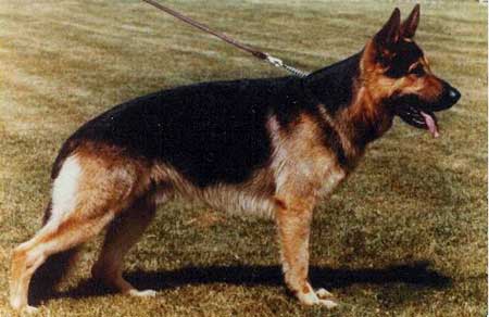 Erl vom Trappenberg | German Shepherd Dog 