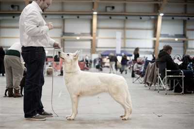 Konglegrend's Apple | White Swiss Shepherd Dog 