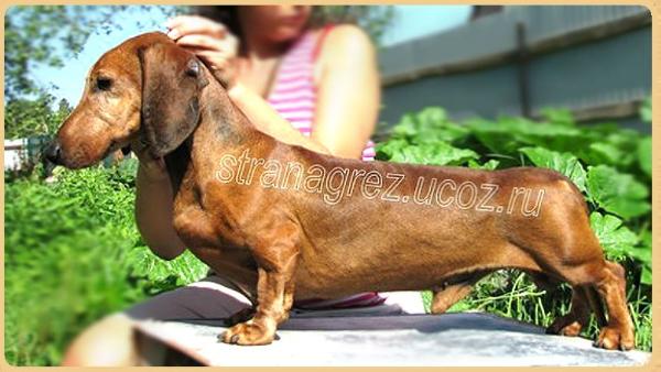 Bubnoviy Tuz Iz Severnoy Stolitsi | Dachshund 