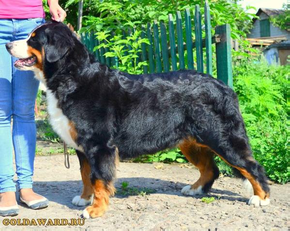 Oshima Izu Starzhy | Bernese Mountain Dog 