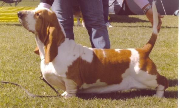 Great Glamour's Pincalonga | Basset Hound 