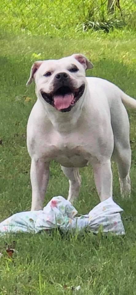 Frieds Rogue of Yeltons | American Bulldog 