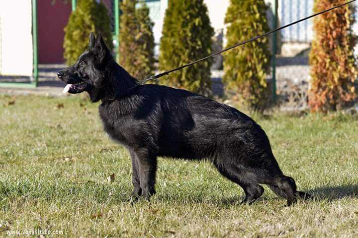 SACHA - LULU V.D. YBAJO HOEVE | German Shepherd Dog 