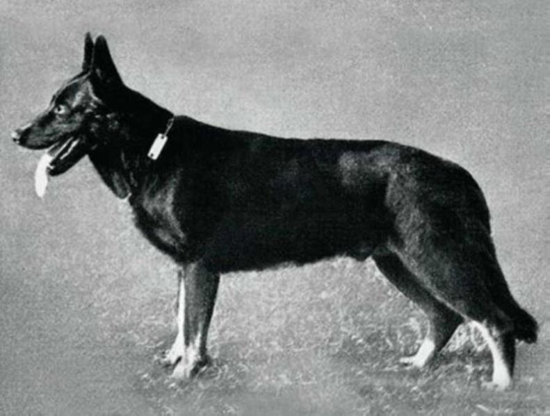 Cralo von Haunstetten | German Shepherd Dog 