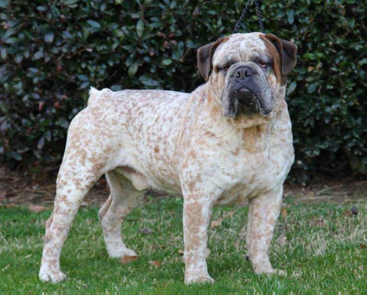 Lumpkin's Lightning Tempest | Olde English Bulldogge 