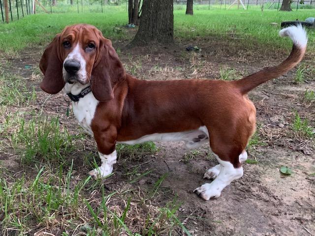 Audley Farms Cash for the Money | Basset Hound 