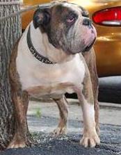 Vega's Sebastian | Olde English Bulldogge 