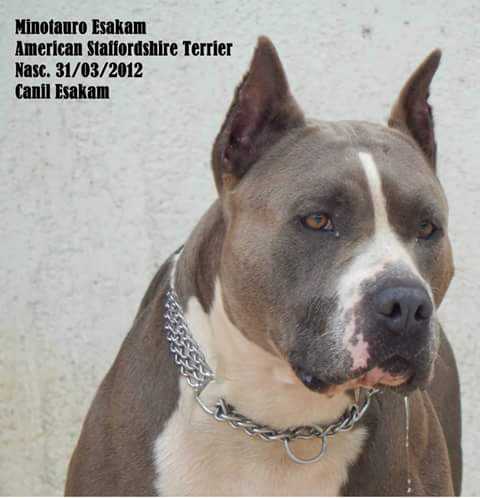 Minotauro Ville Esakam | American Staffordshire Terrier 