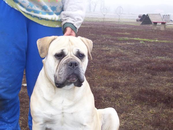 Bácskakerti Rózsa Carmen | Bullmastiff 