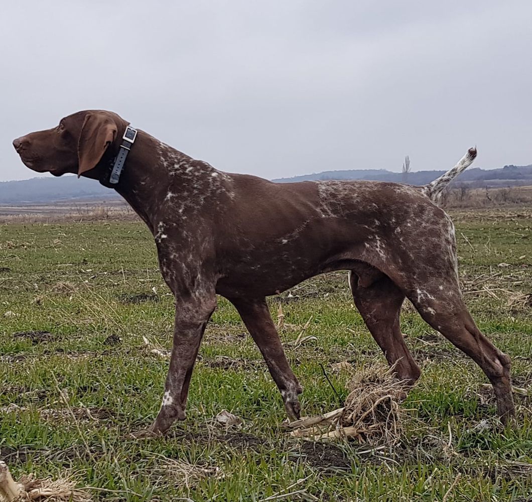 Pradellinensis Paride | German Shorthaired Pointer 