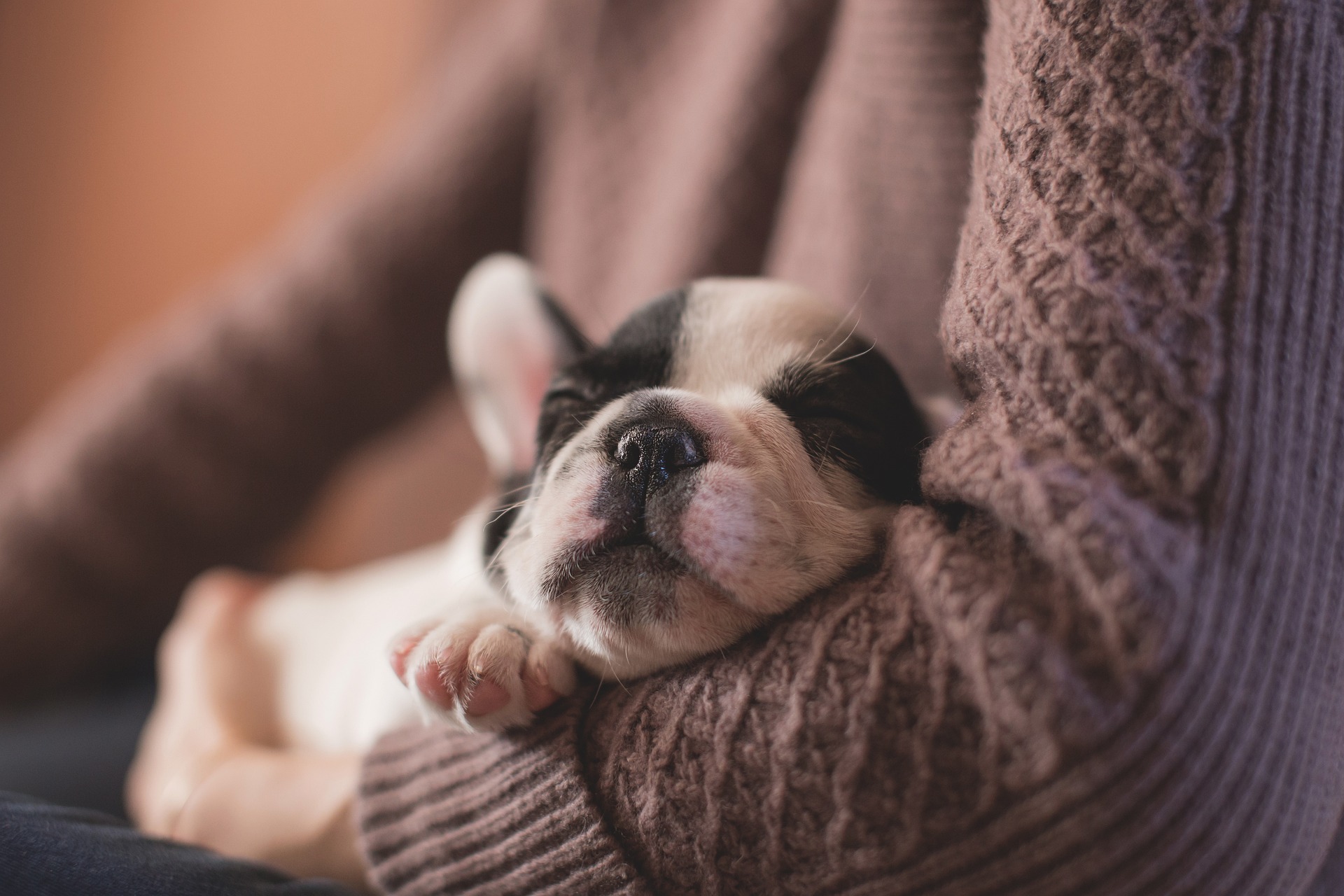 A black and white puppy peacefully sleeping in a brown knitted sweater