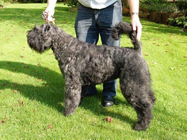 Unique-Geske v.d. Vanenblikhoeve | Bouvier des Flandres 