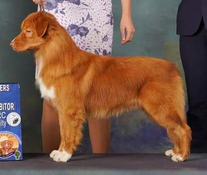 Redaero FoxBrooke Double Double | Nova Scotia Duck Tolling Retriever 