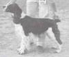 Inu-Goya Chorus Boy | English Springer Spaniel 