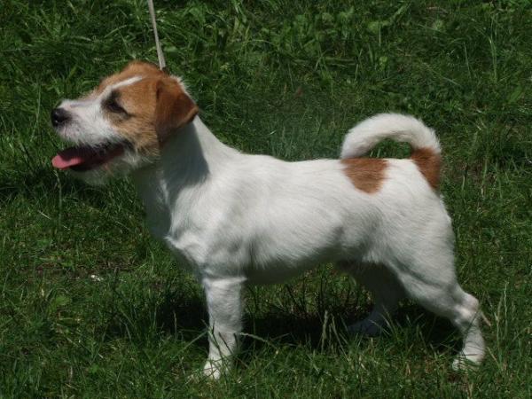 CHEWY at MAGOR z Jerene | Jack Russell Terrier 