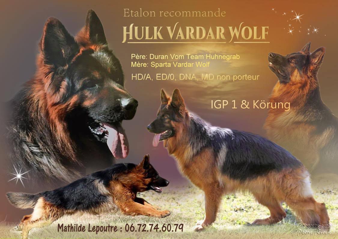 Hulk Vardar Wolf | German Shepherd Dog 