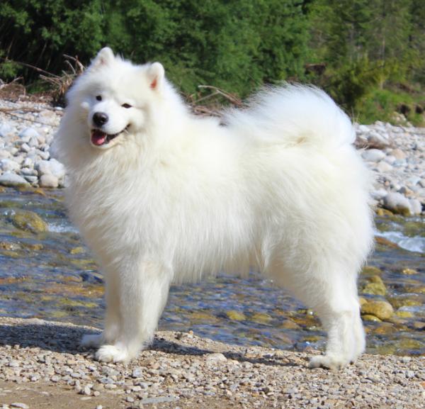 Siberian Love AMAZING ZEUS | Samoyed 