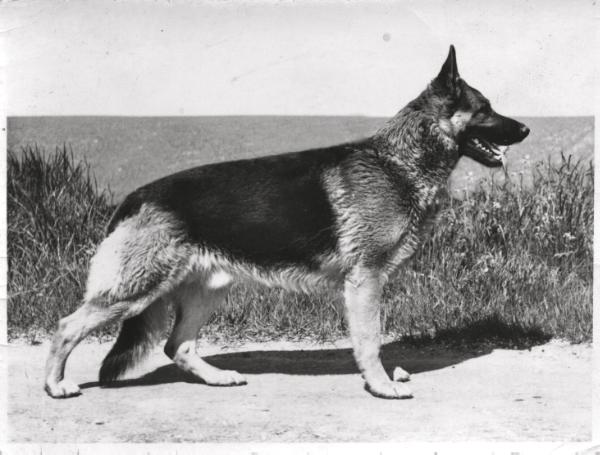 Dux von der Fliehburg | German Shepherd Dog 