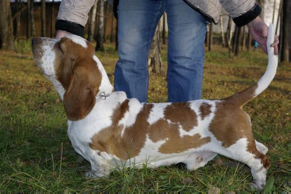 Artur the king of Kamelot | Basset Hound 