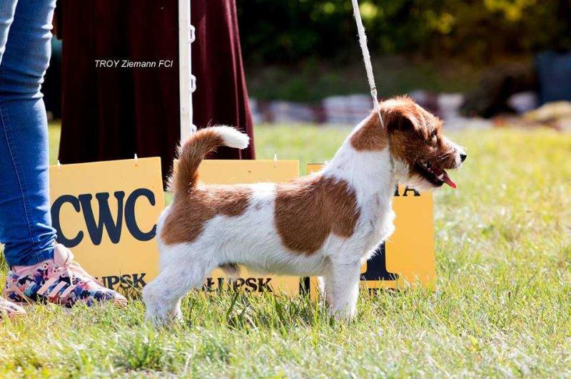 TROY Ziemann | Jack Russell Terrier 