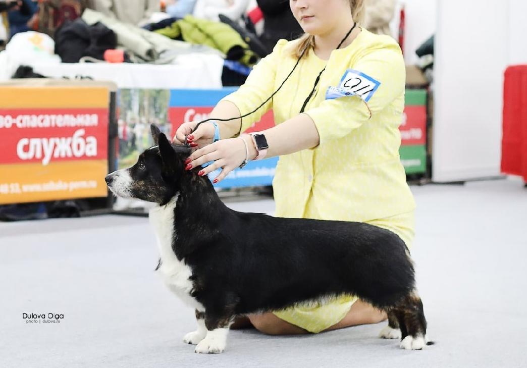 Danaia Black Angel | Cardigan Welsh Corgi 