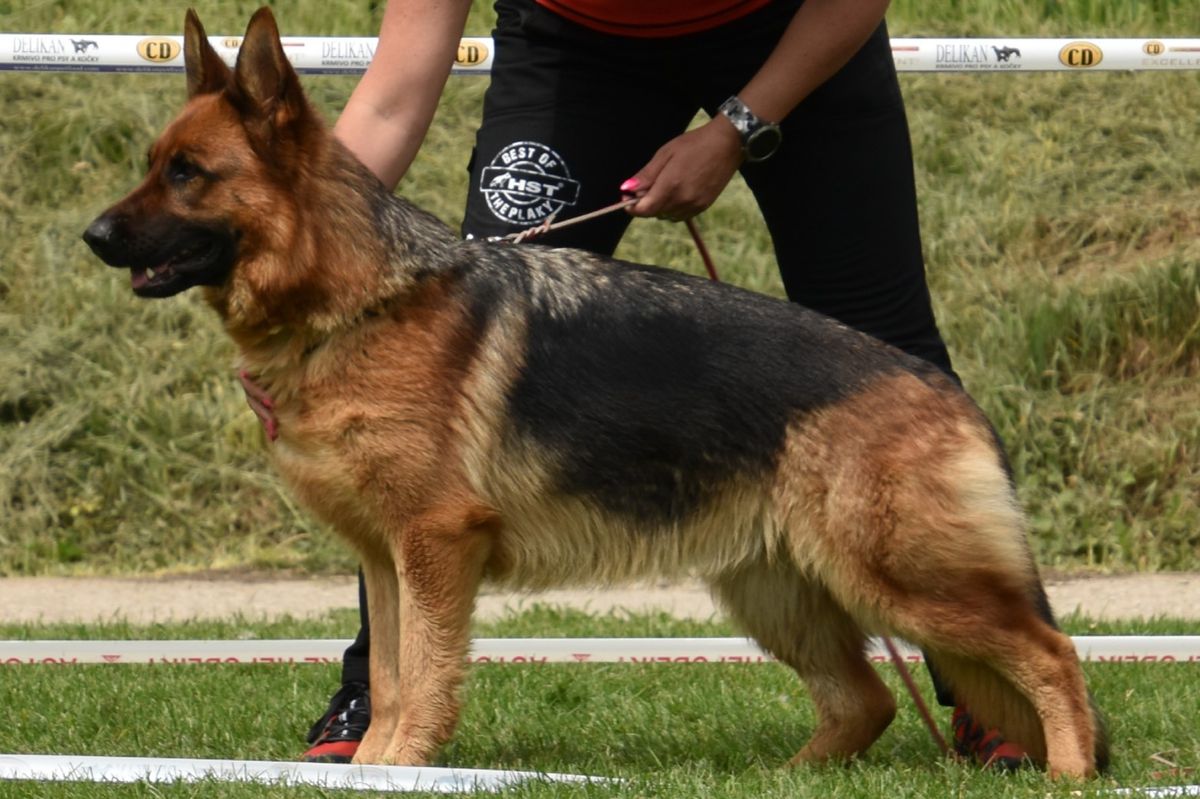Flér Ulmija | German Shepherd Dog 