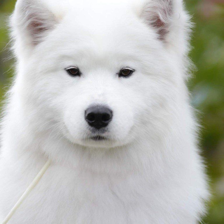 Snezhniy Rifei Amazonka | Samoyed 