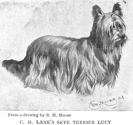 Lucy (C.H. Lane's) | Skye Terrier 