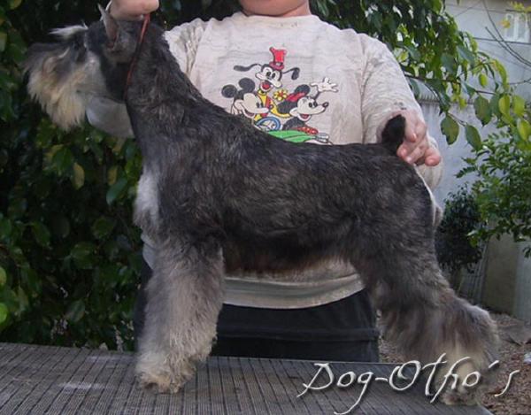 Dog-Otho¿s Walla Walla | Miniature Schnauzer 
