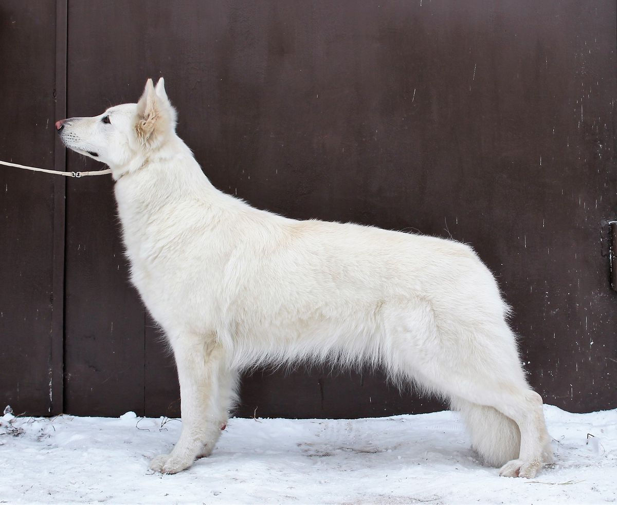 Tayna | White Swiss Shepherd Dog 