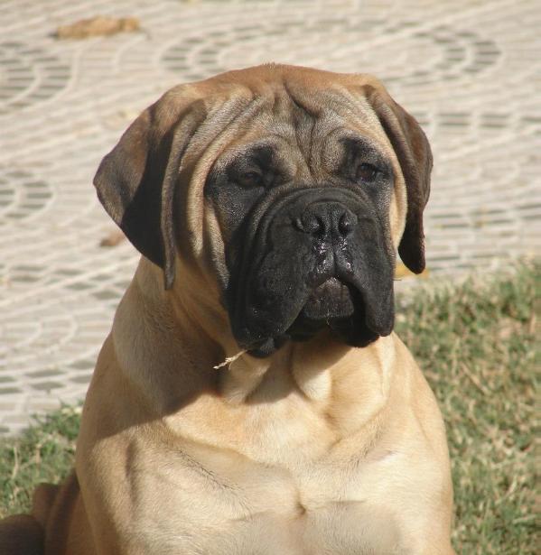 RUSSELL KENNIA FAWN | Bullmastiff 