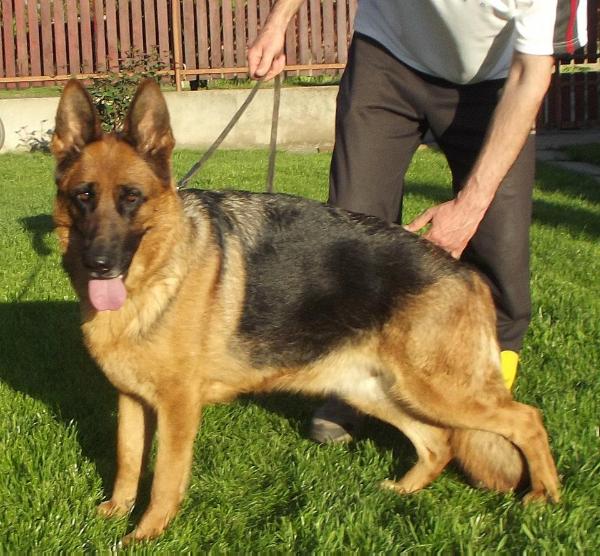 Chantal von Bellissimo | German Shepherd Dog 