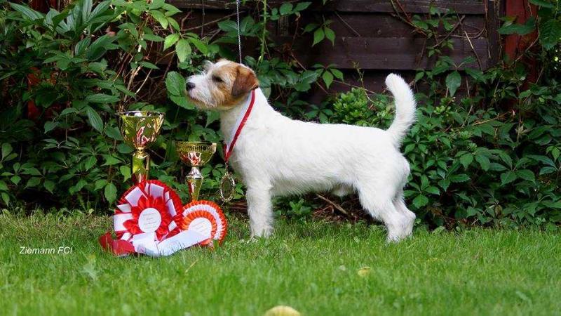 Original Master's Voice GOLD FIREBRAND RAVAGE | Jack Russell Terrier 