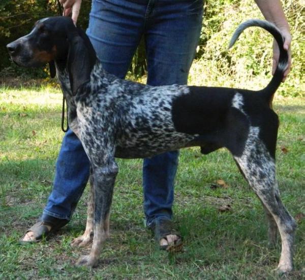 Evenstar Singin The Blues | Bluetick Coonhound 