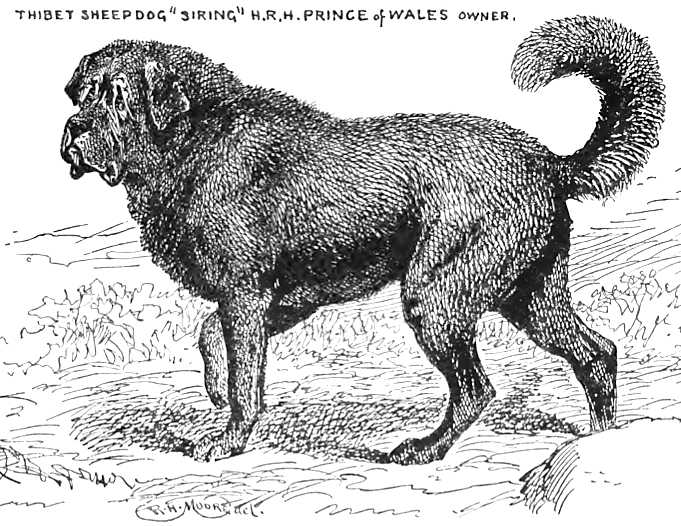 Siring {H.R.H. The Prince of Whale's] | Tibetan Mastiff 