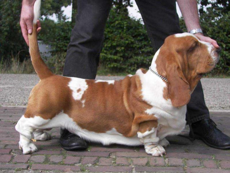 Rabbithunter Rocco van Grunsven of Bassefied | Basset Hound 