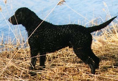 Caballus Fair Dinkum | Curly Coated Retriever 