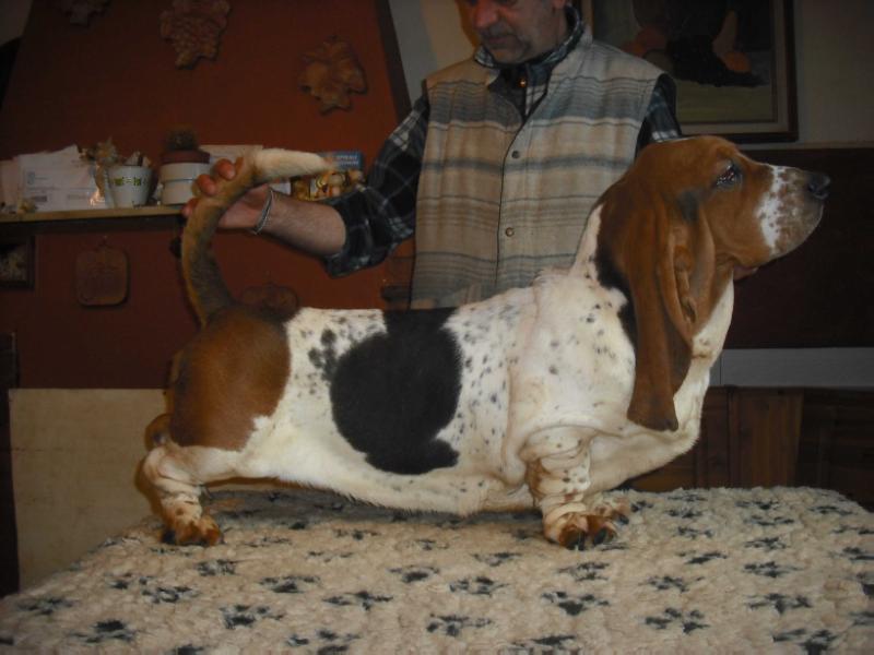 Brando di Lago Ombroso | Basset Hound 