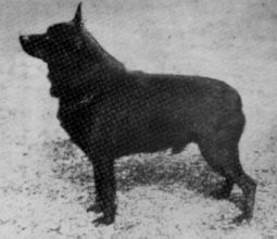 Bapton Fox | Schipperke 